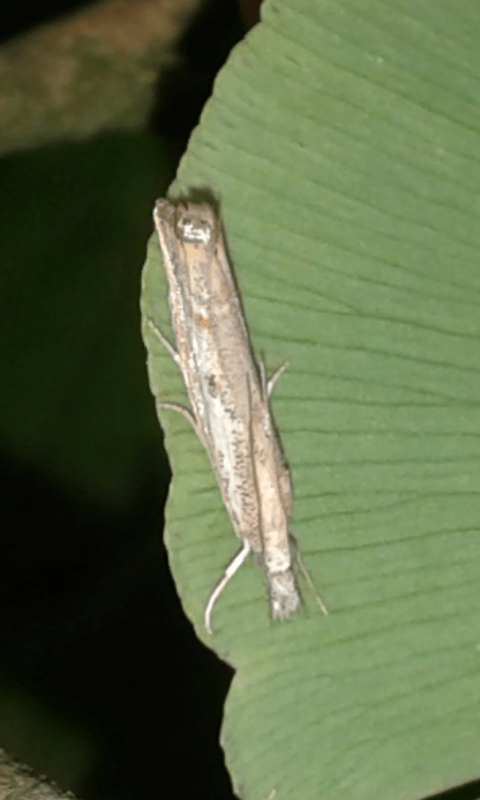 Crambidae : Agriphila sp.?  Agriphila tolli da confermare